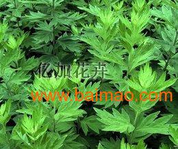 衡水艾草产业概览 优质艾条供应、市场价格与专业生产厂家解析