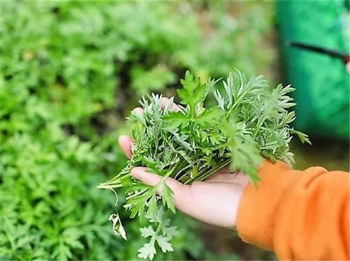 蕲艾 野地中的“草中之王”，一草多用，见之莫弃