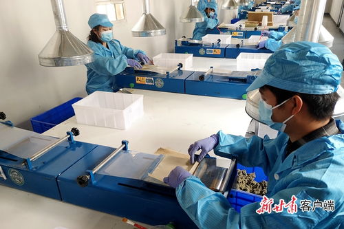 干旱山区长出致富草 蕲艾制品生产开辟生态经济新路径