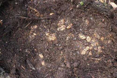 彝良蕲艾制品加工 绿色转型中的山区增收新实践