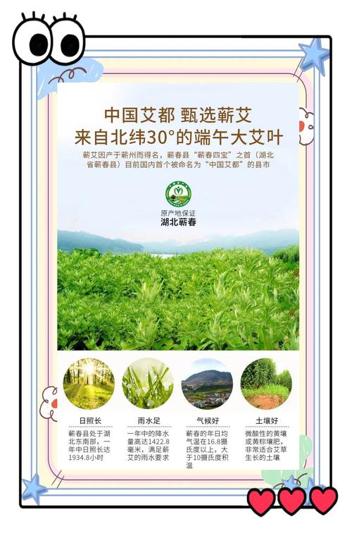 科学解读蕲艾 为何被誉为“艾中之王”？探秘蕲艾制品的生产之道